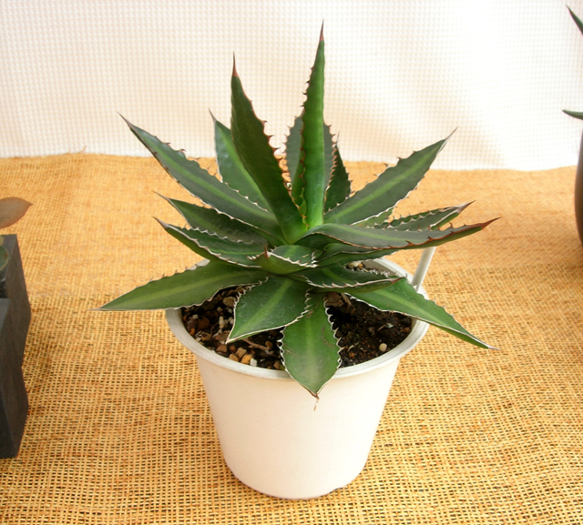 アガベ・ホリダ