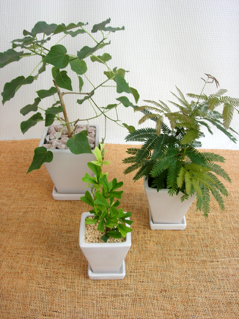 シェレラ.エバーフレッシュ.ペティオラリス