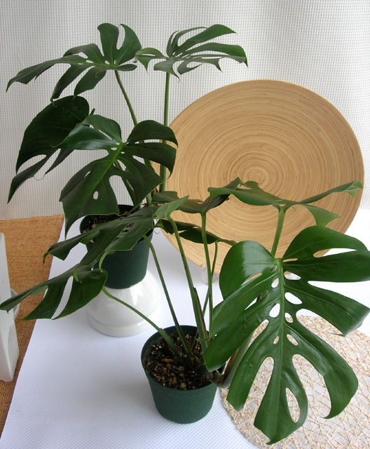 モンステラ　デリシオサ コンパクター