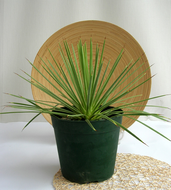 アガベ・ストリクターナナ