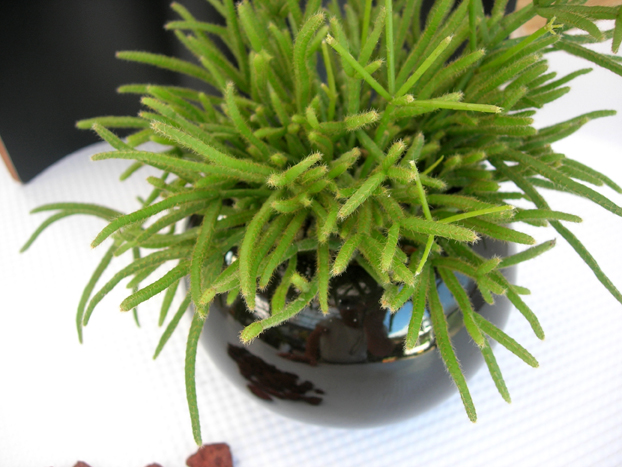 多肉植物・リプサス　ブラックボール