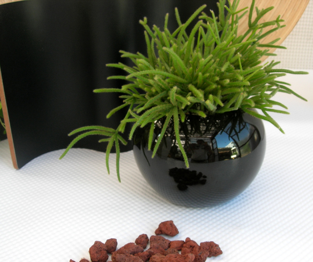 多肉植物・リプサス　ブラックボール