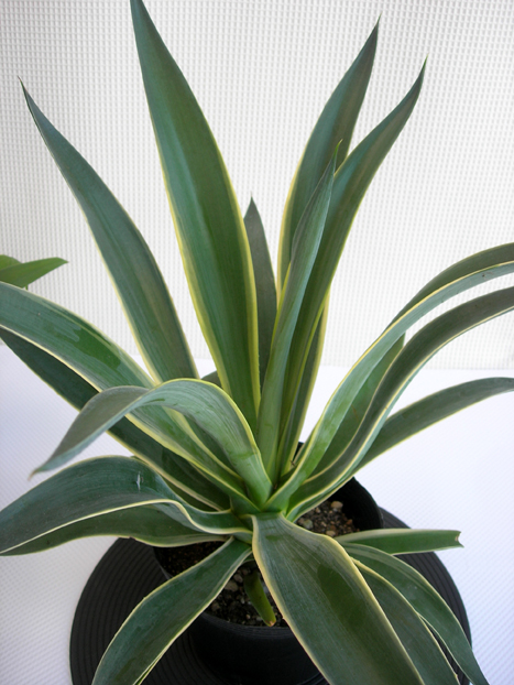 ベネゼーラアガベ