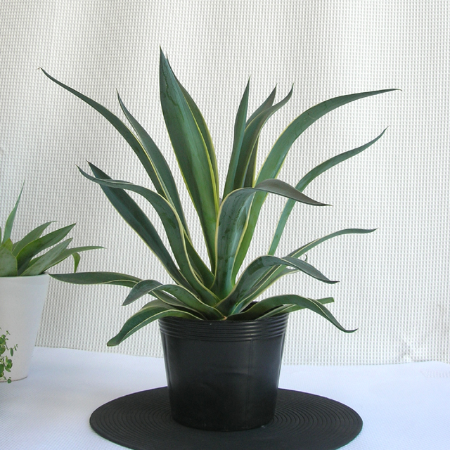 ベネゼーラアガベ