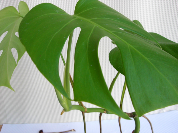 モンステラ・アダンソニーエ