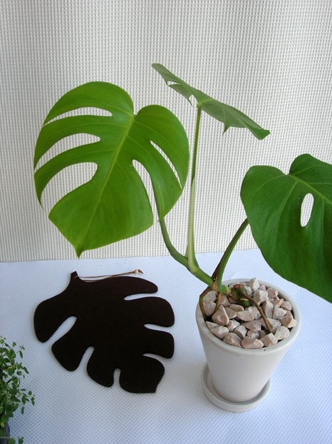 モンステラ・アダンソニーエ