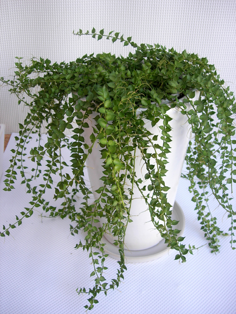 なんか幸せ スタイリッシュグリーンミリオンハート