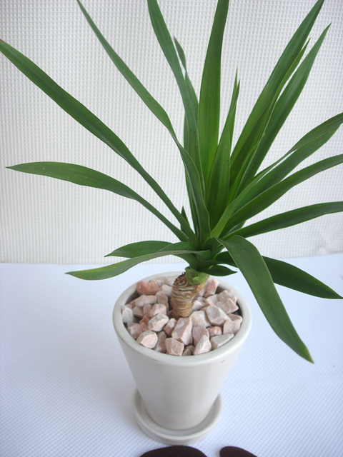 ドラセナ・パラオ