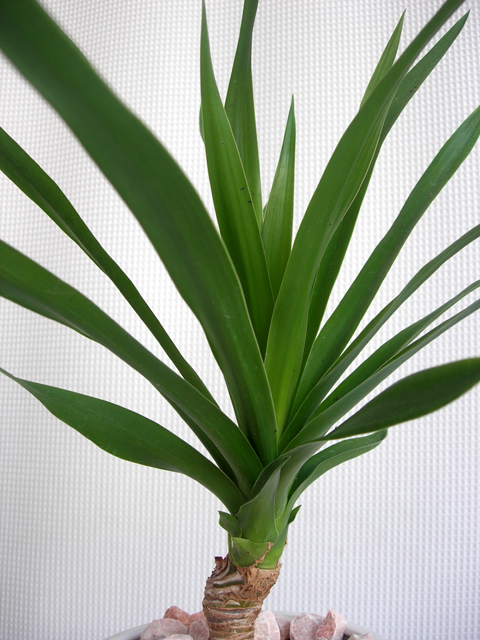 観葉植物のなかでも強いドラセナ パラオ