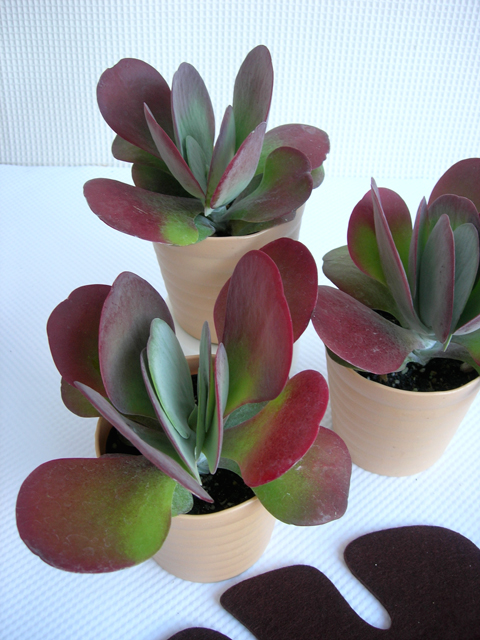 カランコエ・テーシーフローラ