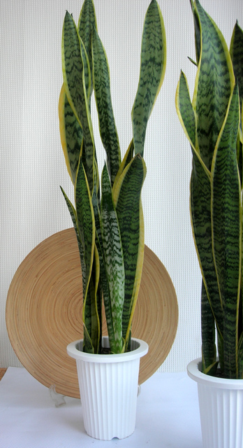 サンスベリア　ローレンチー