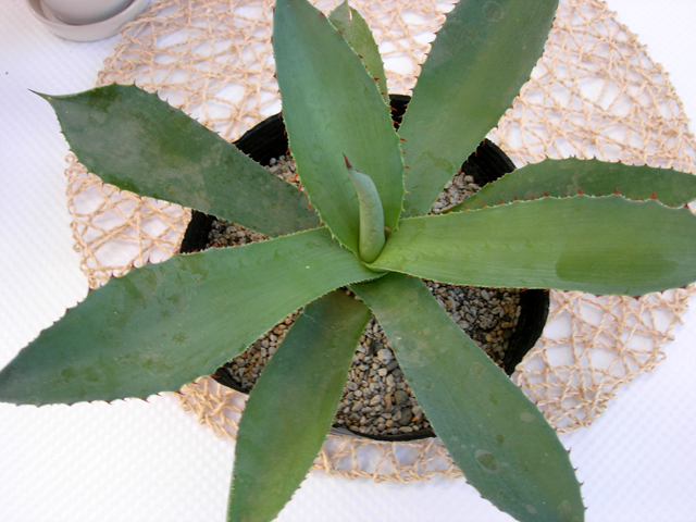 アガベ・コンバクター