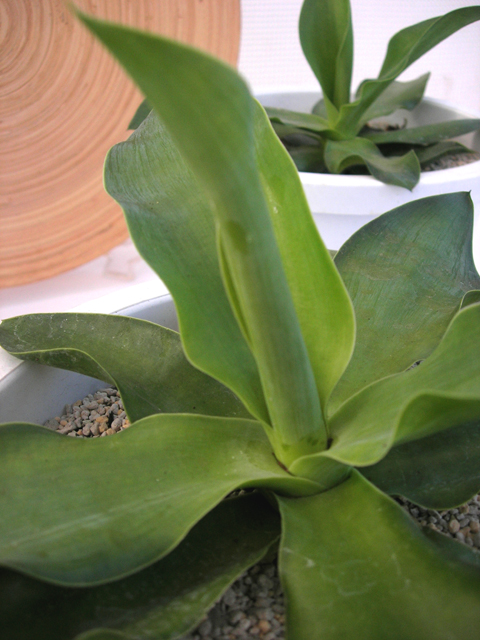 アガベ・エレミーティアナ