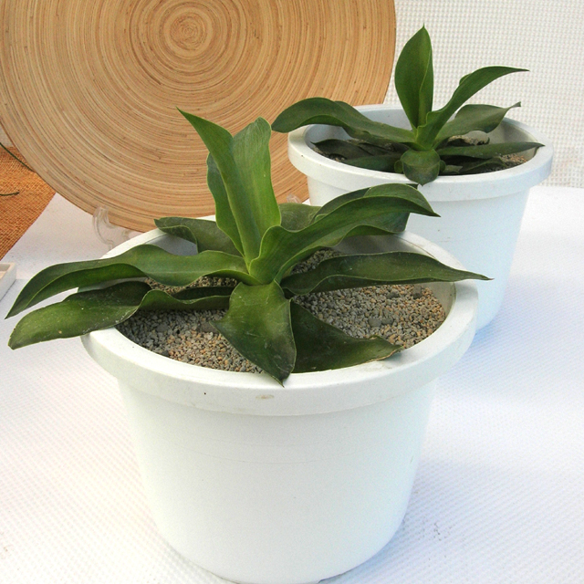 アガベ・エレミーティアナ