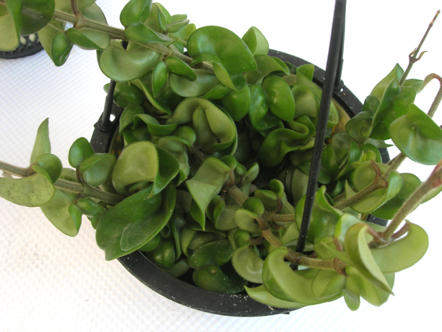 観葉植物ホヤ コンバクター5寸つり鉢