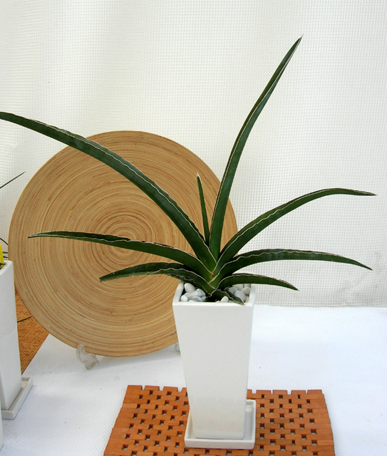 サンスベリア.ペロッティ　ロングスクエアホワイト観葉植物専門店