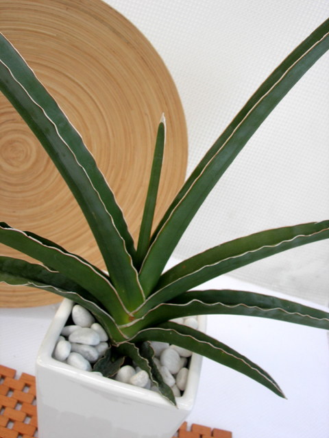 サンスベリア ペロッティ Sansevieria perrottetii サンセベリア・ペロッティ・カタナ - 植物と暮らす m-plant