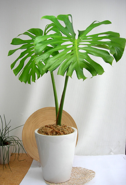 モンステラ・デリシオーサ特大 プレーンポット観葉植物専門店