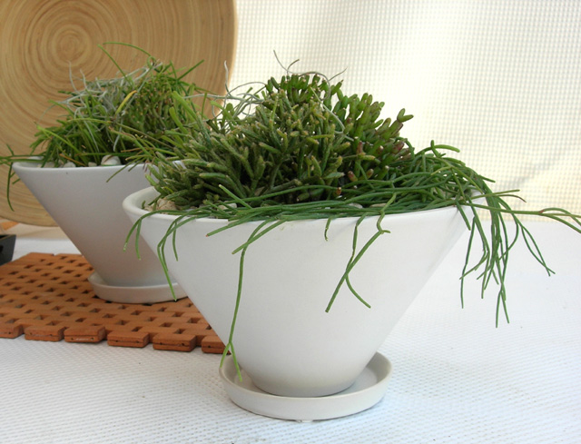 リプサリス4種・ティパーポットM 専門店