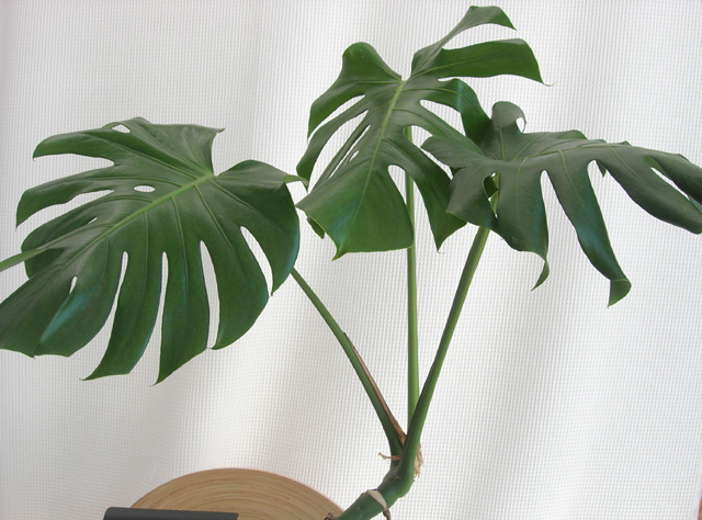 モンステラ・デリシオーサ幹上がり