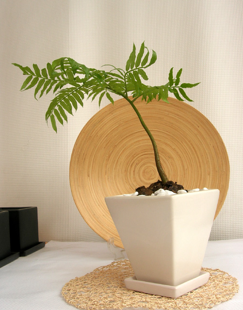 リュウビンタイ 観葉植物販売