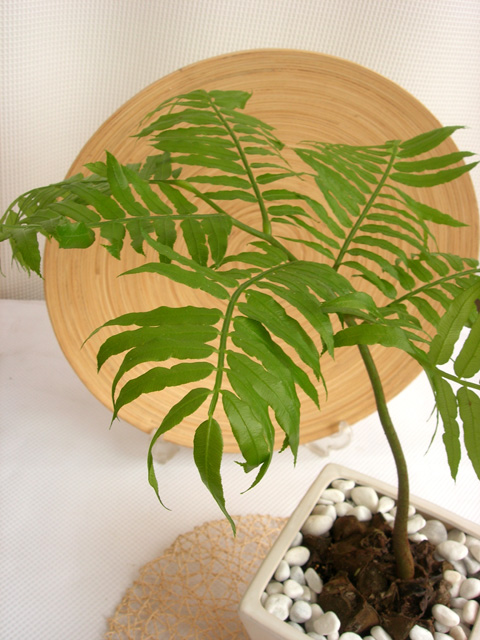 リュウビンタイ 観葉植物販売