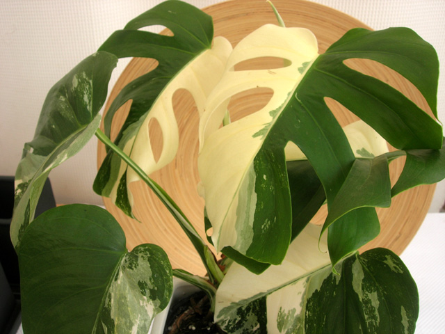 斑入モンステラ　ハーフ&ハーフ