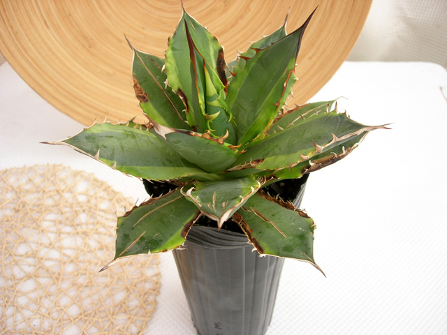 アガベ・ナンバーワン斑入