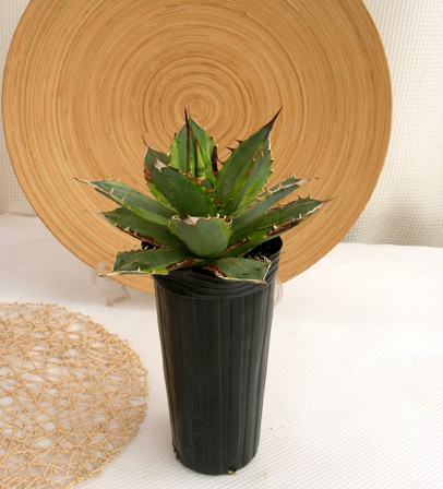 アガベ・ナンバーワン斑入  専門店