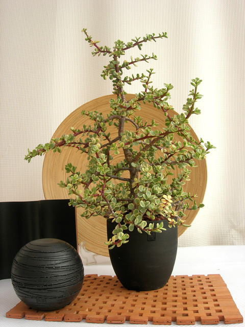 多肉植物　ポーチュラカ　バリエガータ