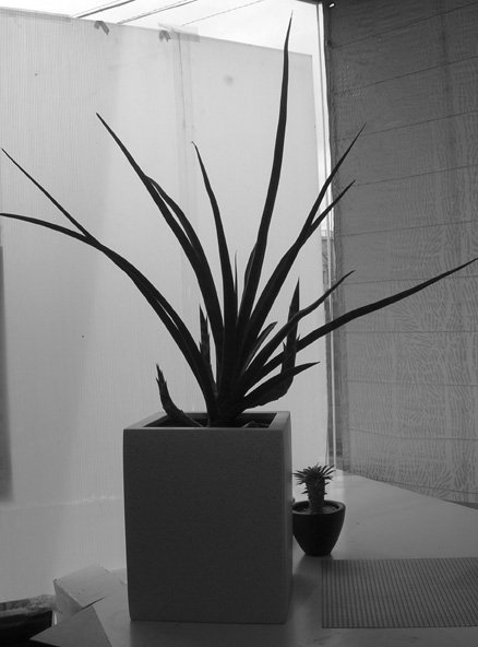 サンスベリア ファーンウッド幻のトゲの無いサンスベリア現物一品