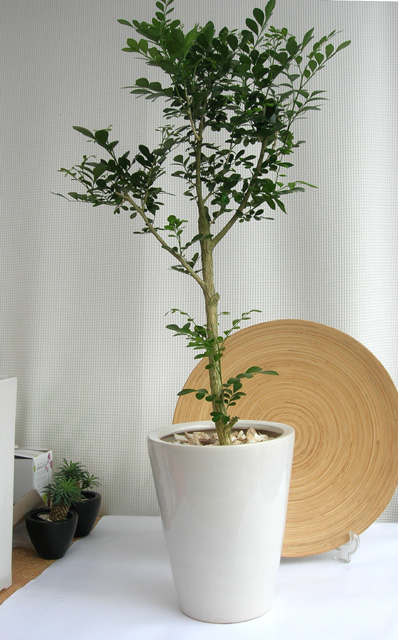 観葉植物シルクジャスミン プレーンポット鉢カバーのセット