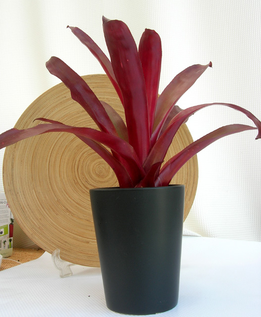 ビルベルギアSP　黒マット