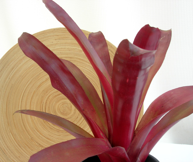 ビルベルギアSP