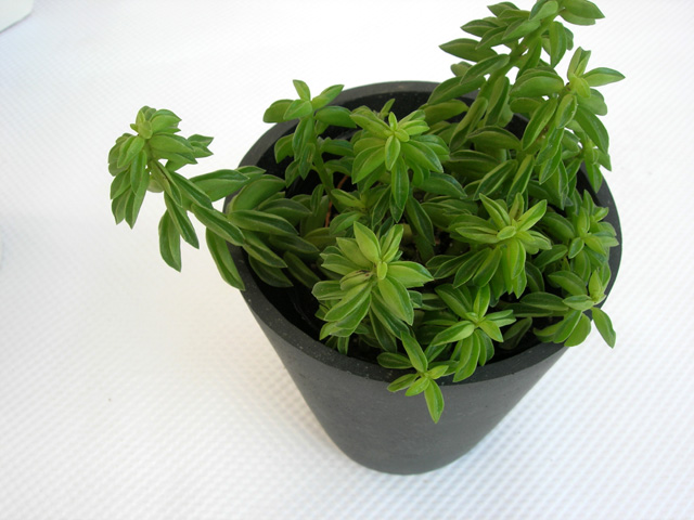 パウダーストーン ペペロニア