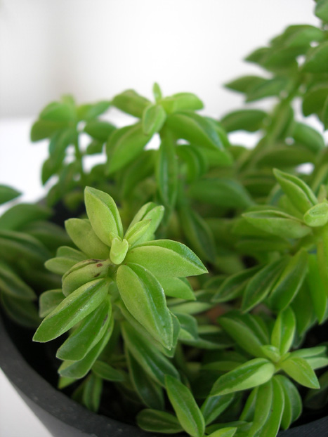 ペペロニア ハニドラ