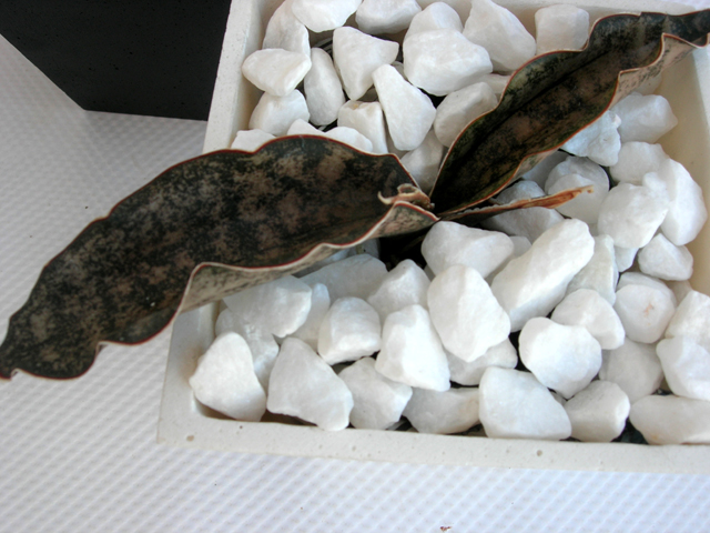 サンスベリア・ キルキー プルクラ コッパートーン