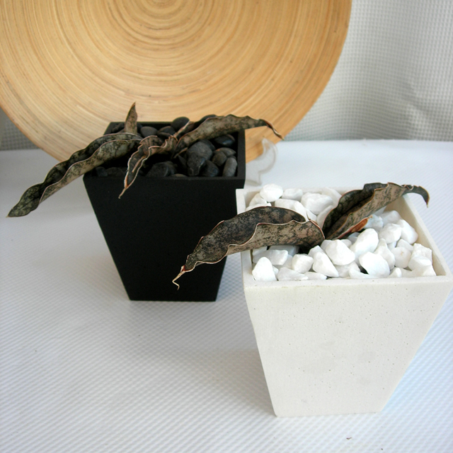 サンスベリア・ キルキー プルクラ コッパートーン