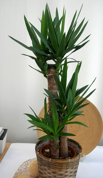 観葉植物　ユッカ青年の木　送料無料