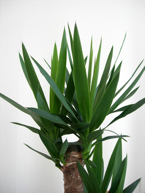 観葉植物　ユッカ青年の木