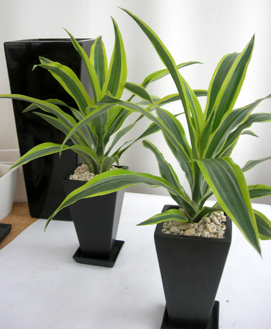 ドラセナ・スクロサ　マットスクエア黒・白　レモンライム