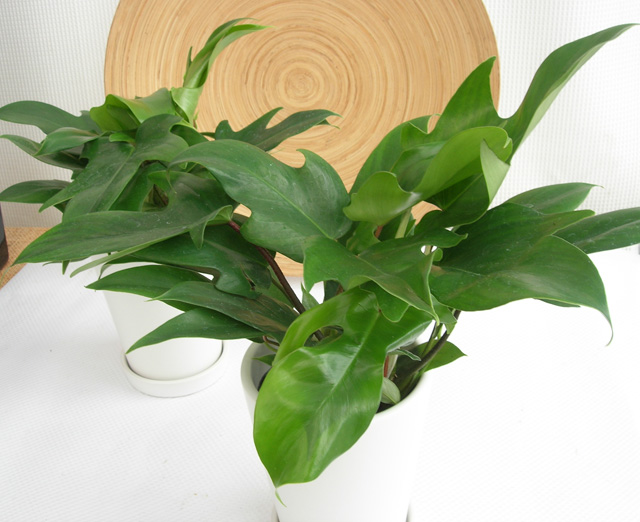 フィロデンドロン・フロリダ　白マット