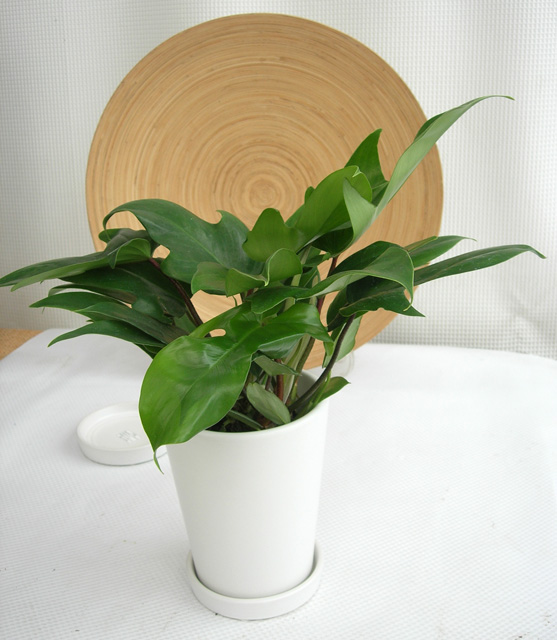 フィロデンドロン・フロリダ　白マット