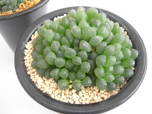 ハオルチア中国交配 大型オブツーサB