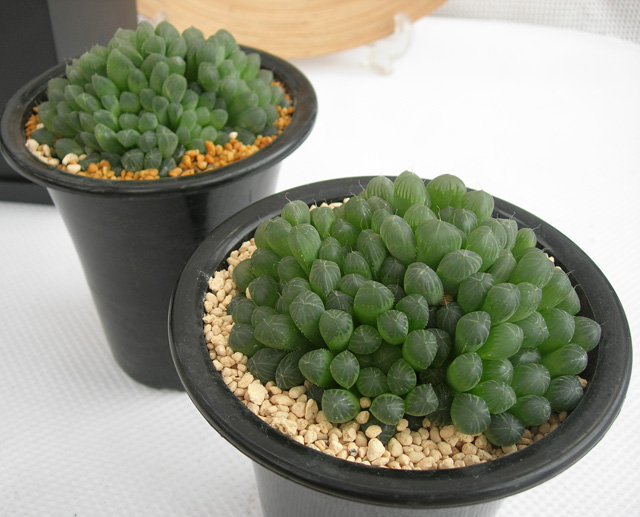 ハオルチア中国交配 大型オブツーサB