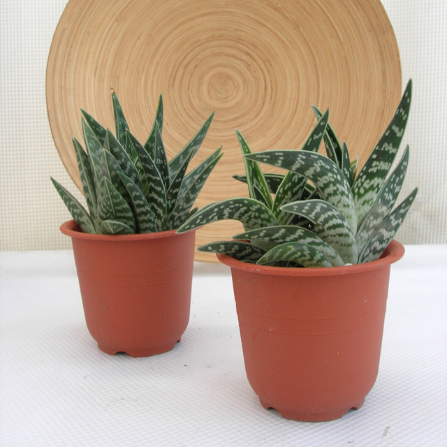 タイガーアロエ・千代田錦　