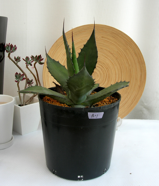 鋭い棘が特徴でスタイルの良く 大型になるアガべフェロックス