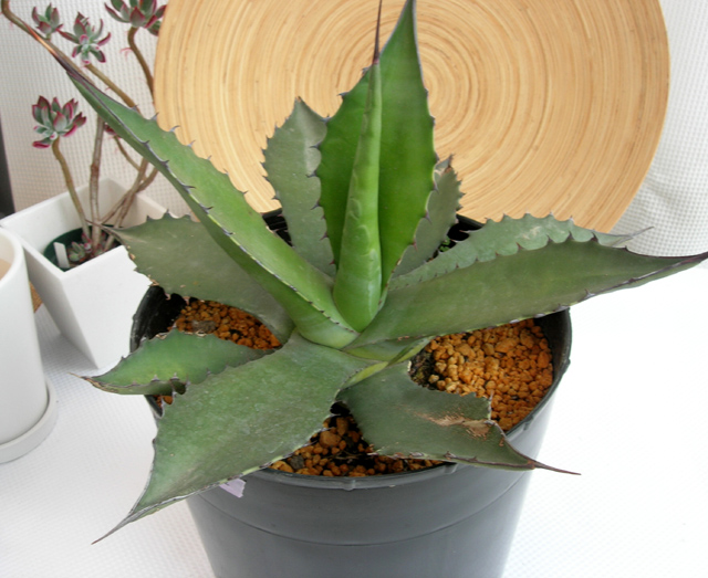 鋭い棘が特徴でスタイルの良く 大型になるアガべフェロックス