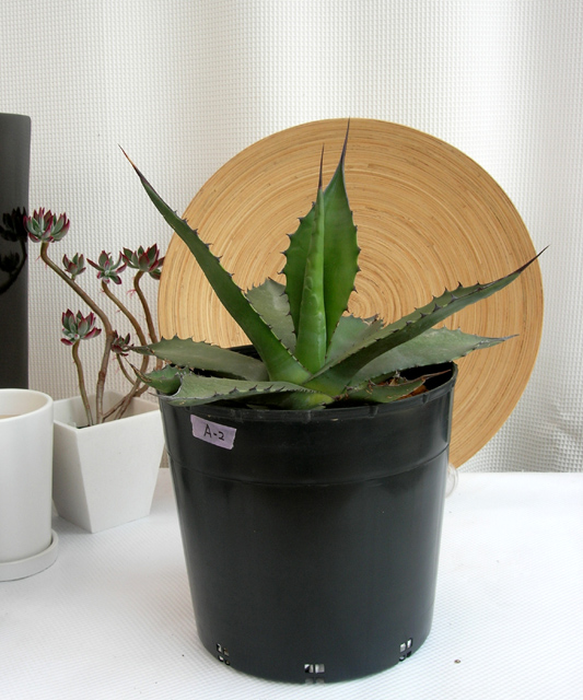 アガベ・フェロックス