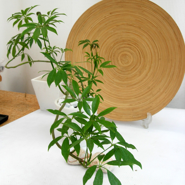 シェフレラ コンパクター 観葉植物の種類が豊富 通販 販売エドプランツ